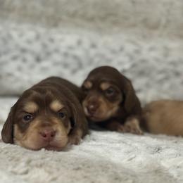 Dachshund Puppies from Suzie’s Mini Doxies