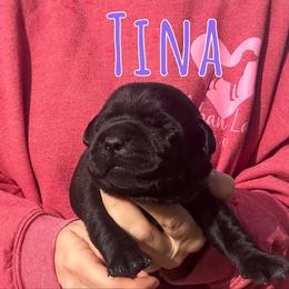 Tina - Black female Labrador Retriever puppy in Petersburg, Kentucky from Mahan Labs