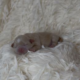 French Bulldog and Shih Tzu Puppies from Puppy Paper House