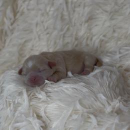 French Bulldog and Shih Tzu Puppies from Puppy Paper House