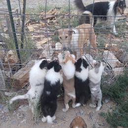 Collie Puppies from Desert Kennels