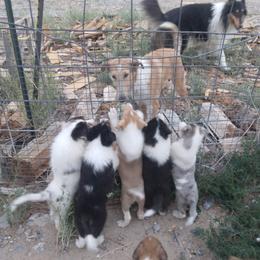 Collie Puppies from Desert Kennels