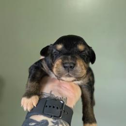 Raven - Black tri-color male Australian Shepherd puppy in London, Kentucky from Kenmont Kennels