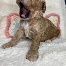 Goldie - Cream female Goldendoodle puppy in Cleveland, Georgia from The O.G. Doodles