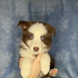Green color - Panda female German Shepherd puppy in Marion, Ohio from Legacy K9’s