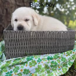 Black boy - Yellow male Labrador Retriever puppy in Corning, California from Raven's Labradors