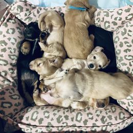 Dachshund Puppies from Guiley Doxies