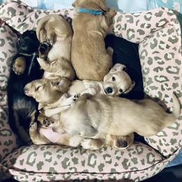 Dachshund Puppies from Guiley Doxies