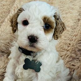 GREY COLLAR - Red and white male Cockapoo puppy in Ankeny, Iowa from Maple’s Cockapoo's and Libby's Schnauzer Puppies