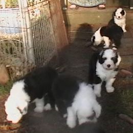 Old English Sheepdogs from Blue Panda reg.