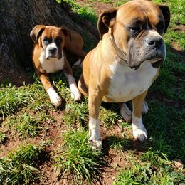 Boxer All Grown Up from Olde Mill Town Boxers