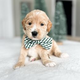 Lego - Cream male Goldendoodle puppy in Sterling, Illinois from Charley's Goldendoodles