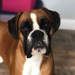 Scout - Boxer