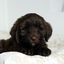 Pink - Chocolate female Australian Labradoodle puppy in Williamstown, New York from Lewis Manor Labradoodles