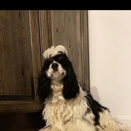 Vader - Cocker Spaniel