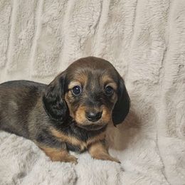Loretta - Red Dachshund puppy in Lindsay, California from Lazy K&M Dachshunds