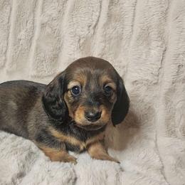 Loretta - Red Dachshund puppy in Lindsay, California from Lazy K&M Dachshunds