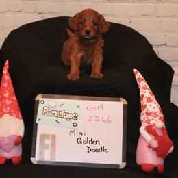 Goldendoodle and Poodle Puppies from Partridge Doodles and Poodles