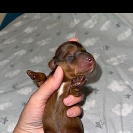 Mike - Chocolate male Dachshund puppy in Liberty, North Carolina from Beyond the Tail