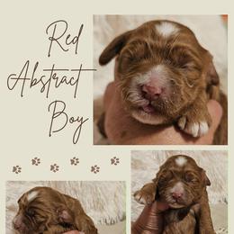 Red Abstract Boy - Red male Cockapoo puppy in Stayton, Oregon from MoSa Ranch Cockapoos
