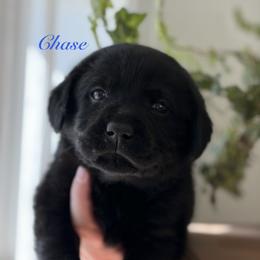 Chase - Black male Labrador Retriever puppy in Tomahawk, Wisconsin from Mahner Labs