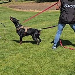 Sol - Doberman Pinscher