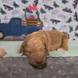 Dottie - Cream female Labradoodle puppy in Weatherford, Texas from Oodles of poodles and doodles
