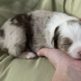 Australian Shepherd Puppies from Forgotten Coast Australian Shepherds