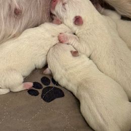 Boy 1 - White male West Highland White Terrier puppy in Red Rock, Texas from Red Rock Farms