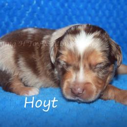 Hoyt - Red merle male Miniature American Shepherd puppy in Godley, Texas from Flying H Toy and Mini Aussies