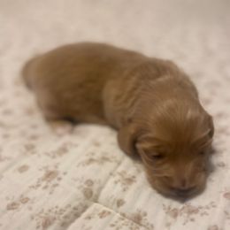 Daisy - Cream female Dachshund puppy in Grove, Oklahoma from A&W Doxies