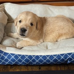 Orange - Light golden female Golden Retriever puppy in Lebec, California from Socalretrievers