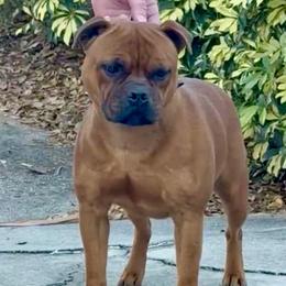 Gwen - Staffordshire Bull Terrier