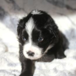 Solar - Black & white male Miniature Australian Shepherd puppy in Ionia, Iowa from Sapphire Stables