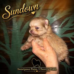 Sundown - Chocolate sable male Pomeranian puppy in Odessa, Texas from Cherry's Poms