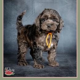 Trick - Merle male Cockapoo puppy in Connersville, Indiana from Deaz Doodle Ranch