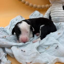 Lewis - Black and white male Sheepadoodle puppy in Willacoochee, Georgia from Kitandkboodle's Doodles