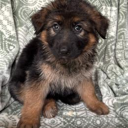 Fanta - Koda - Black and red female German Shepherd puppy in Coplay, Pennsylvania from By My Side Germans Shepherds & Dobermans
