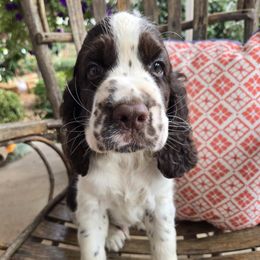 Tucker - Liver and white male English Springer Spaniel puppy in Statesville, North Carolina from BAR Z Springers