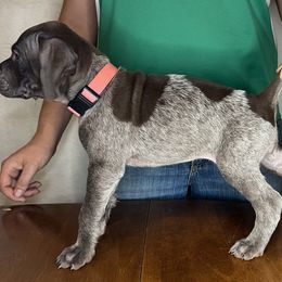 German Shorthaired Pointer Puppies from MCP Kennels