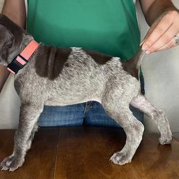 German Shorthaired Pointer Puppies from MCP Kennels