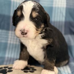 Gabby - Tri-color female Bernedoodle puppy in Phelan, California from PuppyPaws4U