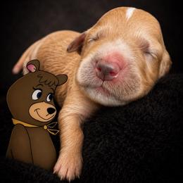 Mama Bear - Apricot female Goldendoodle puppy in Rocky Point, North Carolina from CelticDoods