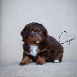 Eclipse - Red tri female Toy Australian Shepherd puppy in Prague, Oklahoma from Clay Creek Aussies