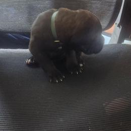 Boy 3 - Black brindle male Cane Corso puppy in Bristol, Connecticut from Family Corso Kennels