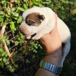 Red female 2 - Red speckled female Australian Cattle Dog puppy in Dalton, Pennsylvania from Whiteduck Mountain Kennel AKC Australian Cattle Dogs and Windy Hill Acres Kennel LLC AKC Fox Red Labrador Retrievers