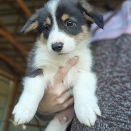 Boy 3 - Black and tan male Pembroke Welsh Corgi puppy in Odessa, Missouri from LOYAL T K9's CORGIS