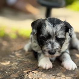 Bonnie Blue - Blue brindle female Havapoo puppy in Bowling Green, Kentucky from Denise Clark