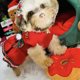 Joy - Cafe au lait female Maltipoo puppy in Sugar Land, Texas from Celebrity Maltipoos