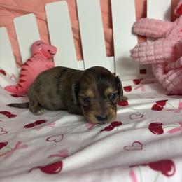 Brooke - Dapple female Dachshund puppy in Lake City, Florida from My Ditzy Doxies of Florida